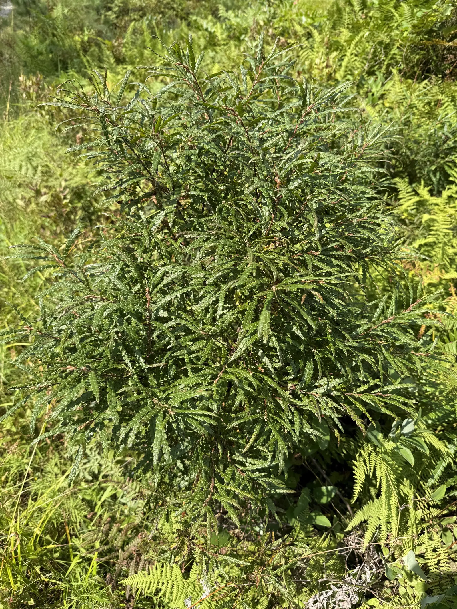 Sweet Fern (Comptonia Peregrina) — acidic conditions for optimal growth