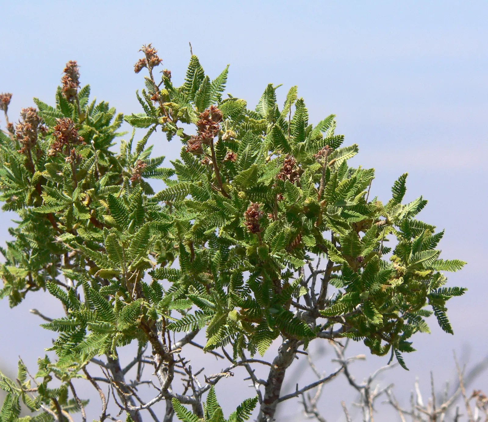 Sweet Fern (Comptonia Peregrina) — reaching 2-4 ft in height