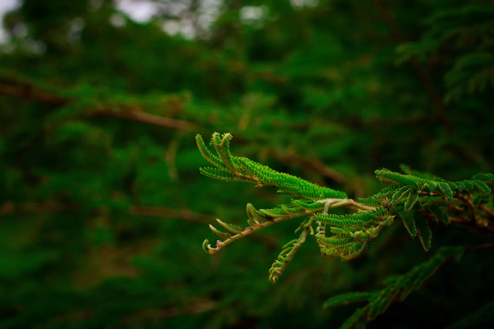 Sweet Fern (Comptonia Peregrina) — making it an excellent candidate for challenging sites.<br><br>In late spring
