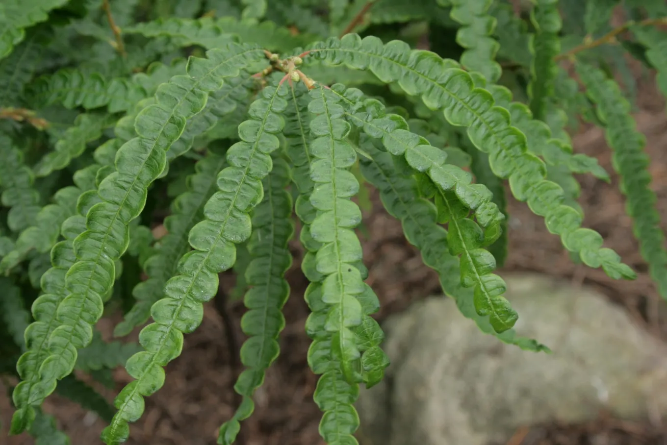 Sweet Fern (Comptonia Peregrina) — the Sweet Fern is known for its ability to fix nitrogen in the soil