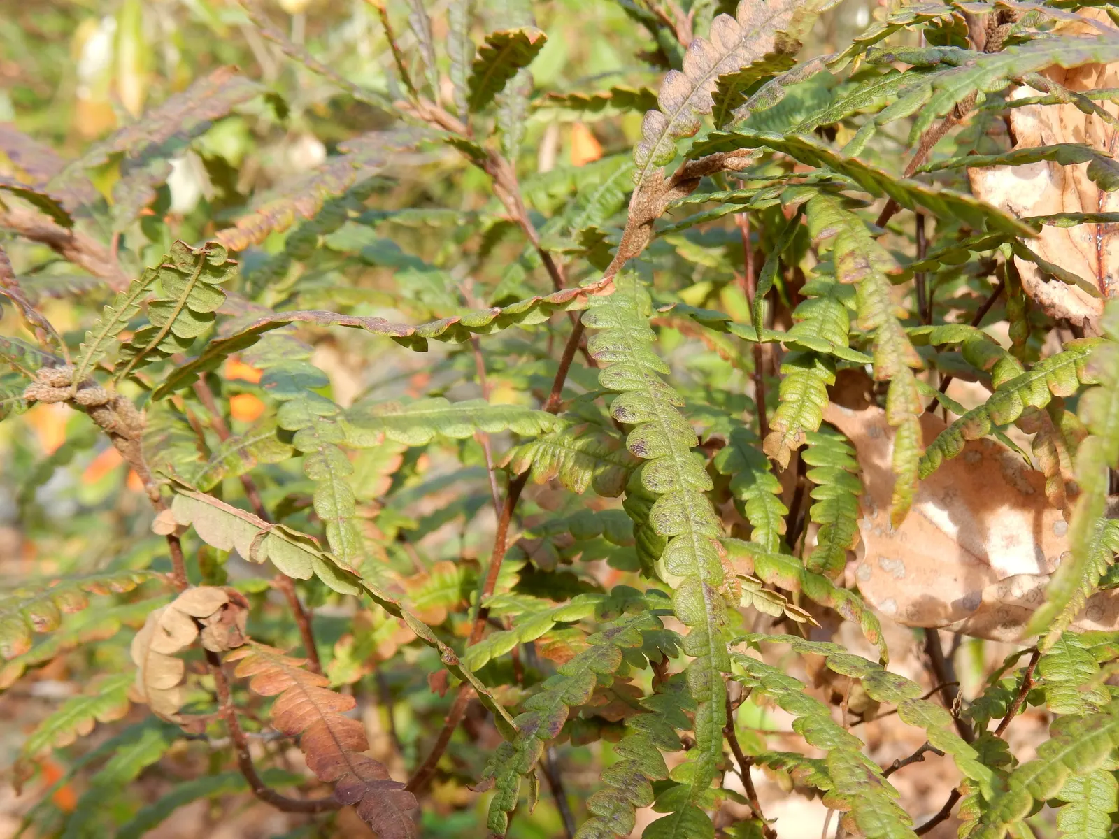 Sweet Fern (Comptonia Peregrina) — This deciduous plant typically reaches a height of 2 to 4 feet