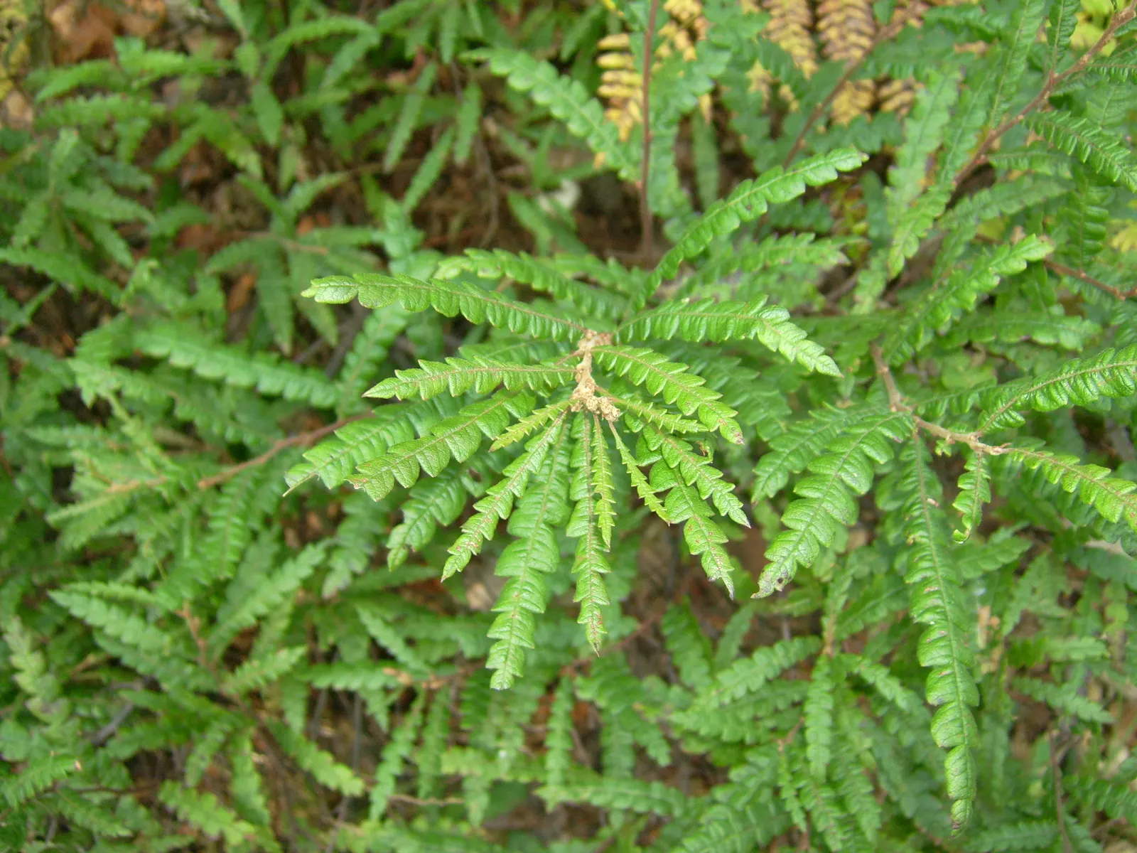 Sweet Fern (Comptonia Peregrina) — but it does require well-drained