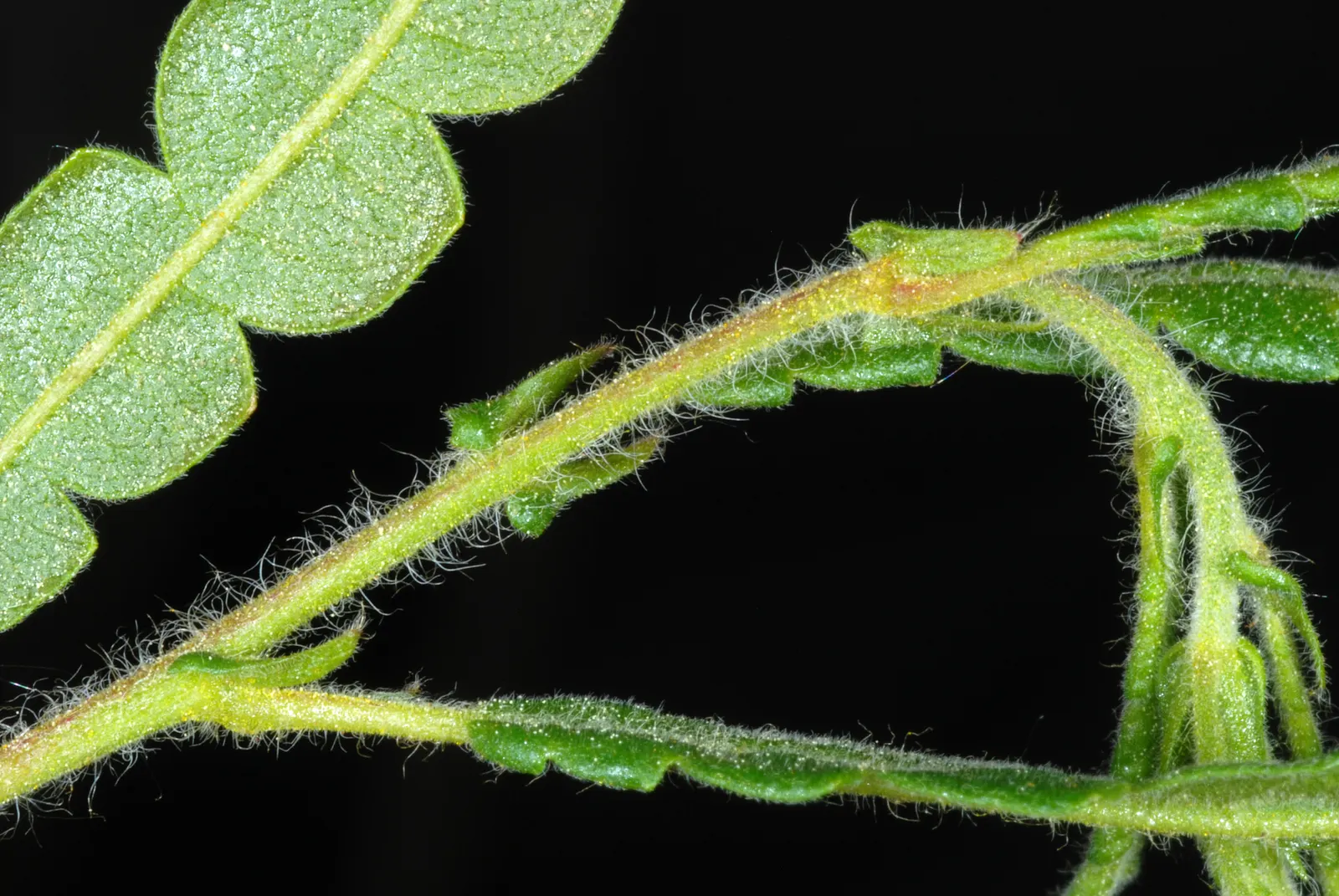 Sweet Fern (Comptonia Peregrina) — are deeply lobed and emit a sweet fragrance when crushed