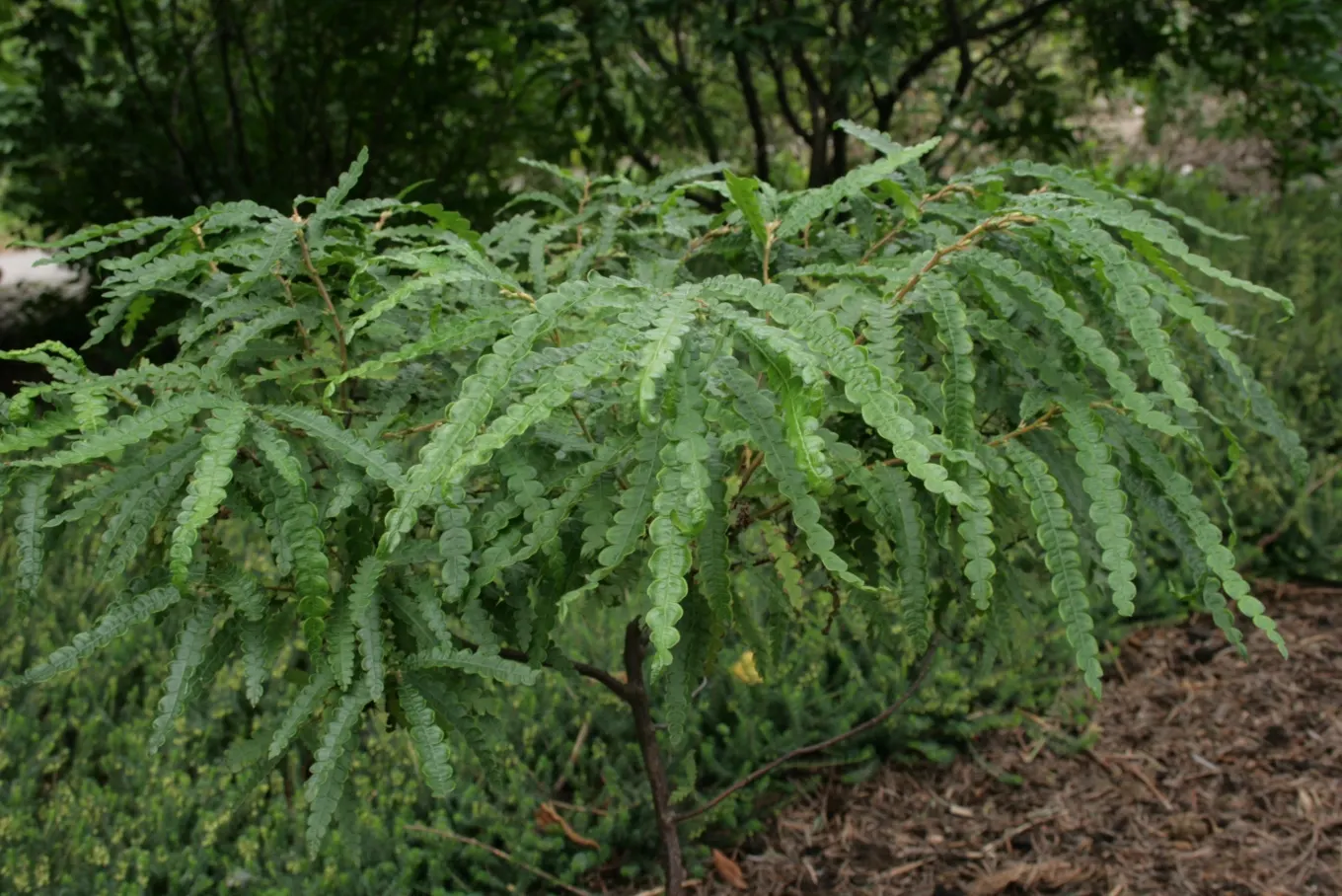 Sweet Fern (Comptonia Peregrina) — burr-like nutlets that persist into the fall