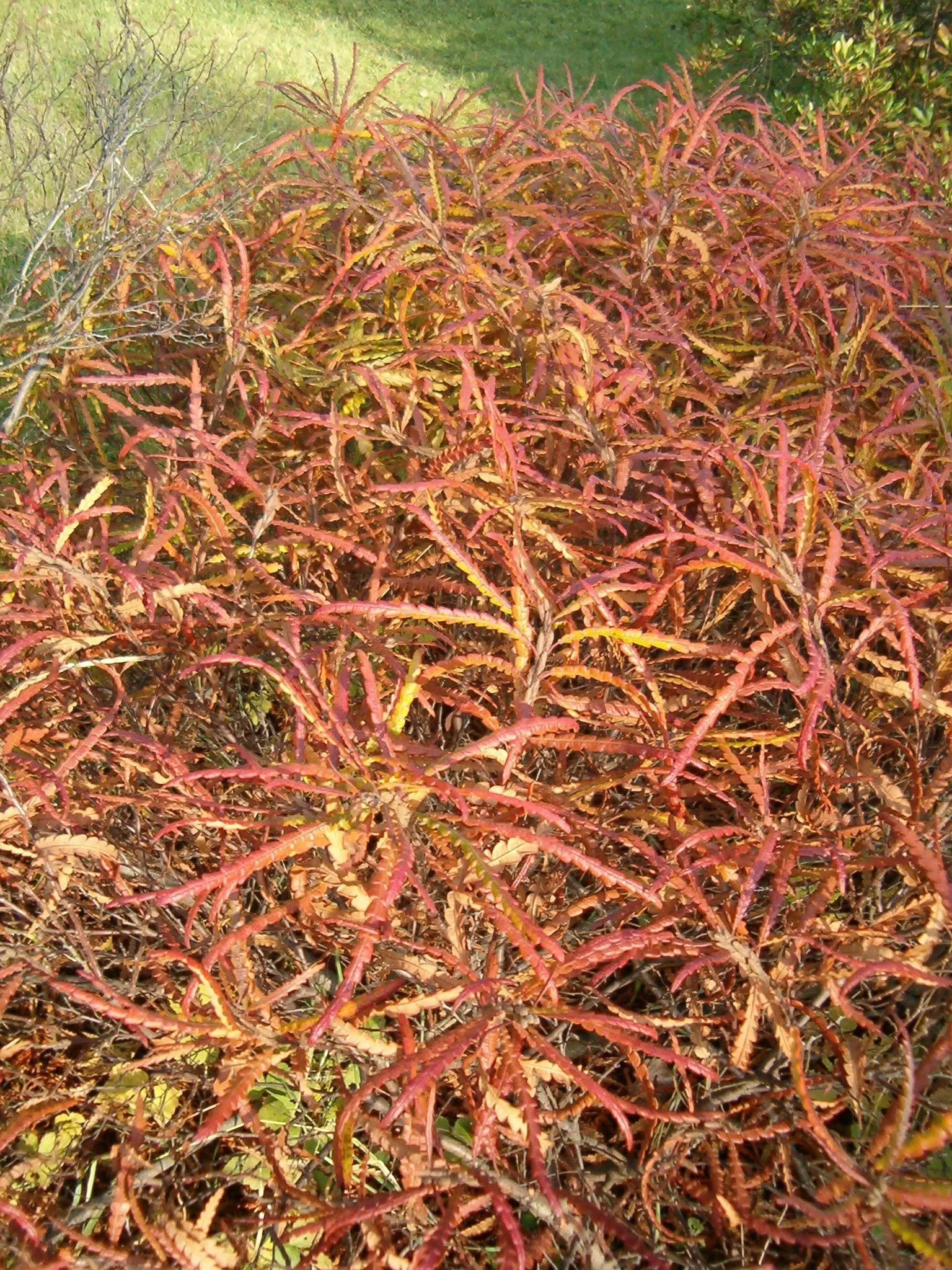 Sweet Fern (Comptonia Peregrina) — Note: Not a true fern but part of the bayberry family