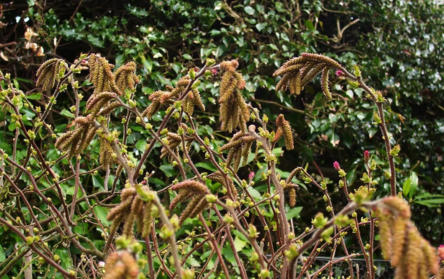 Sweet Fern (Comptonia Peregrina) — Adaptable to poor, sandy soils, and is drought-resistant once established