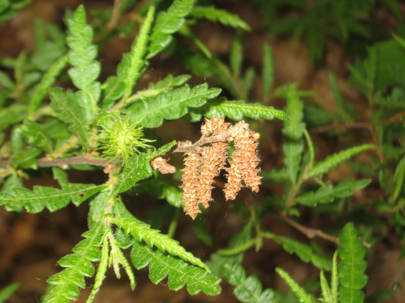 Sweet Fern (Comptonia Peregrina) — with a comparable spread of 4 to 8 feet