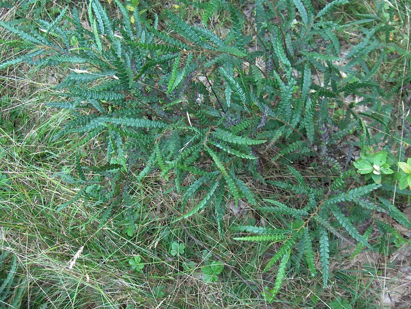 Sweet Fern (Comptonia Peregrina) — Ideal for naturalized areas, it offers erosion control and attracts wildlife