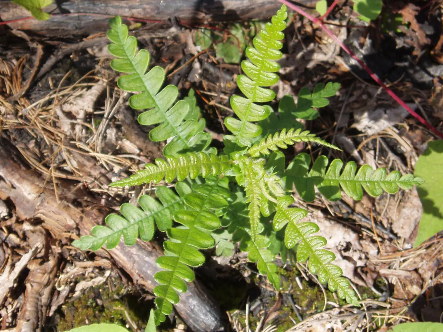 Sweet Fern (Comptonia Peregrina) — Incorporate Sweet Fern into your design for a wonderfully fragrant
