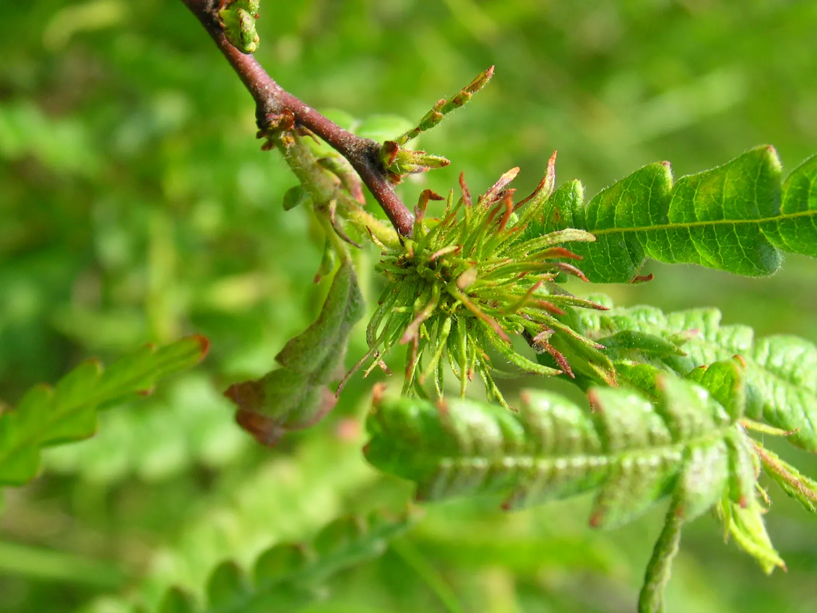 Sweet Fern (Comptonia Peregrina) — which measure about 2 to 5 inches long