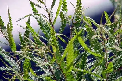 Sweet Fern (Comptonia Peregrina) — is a North American native shrub