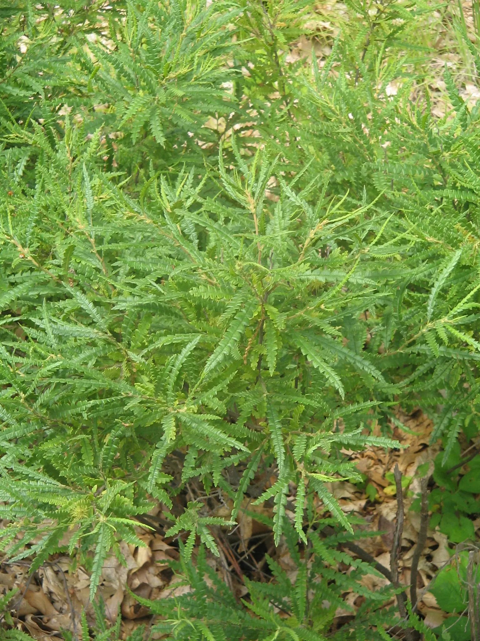Sweet Fern (Comptonia Peregrina) — Preferring full sun to part shade, it exhibits fragrant, fern-like foliage and catkin-like flowers