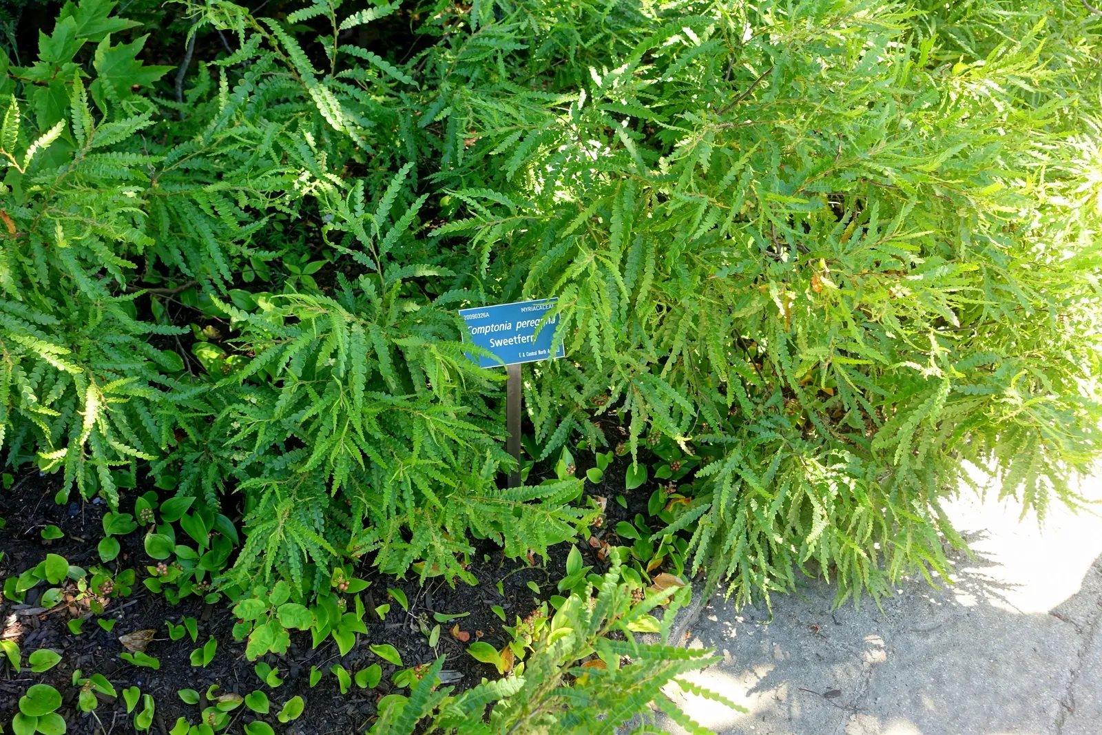Sweet Fern (Comptonia Peregrina) — The foliage turns a rusty brown in autumn, providing seasonal interest