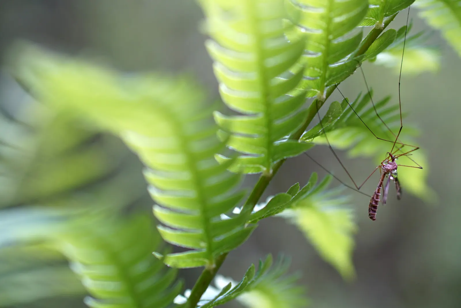 Sweet Fern (Comptonia Peregrina) — improving fertility over time.<br><br>This low-maintenance shrub rarely encounters pest or disease problems