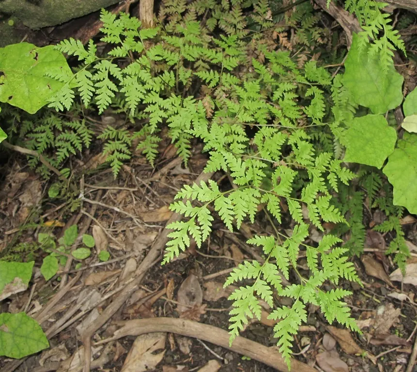 Sweet Fern (Comptonia Peregrina) — It\'s particularly tolerant of sandy and rocky soils