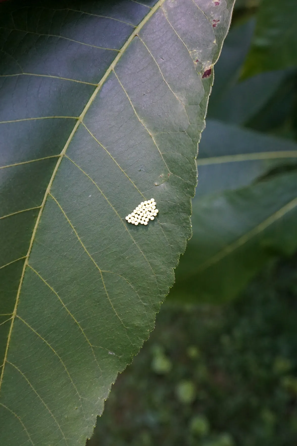 Shellbark Hickory (Carya Laciniosa) — The nuts encased within are sweet and edible