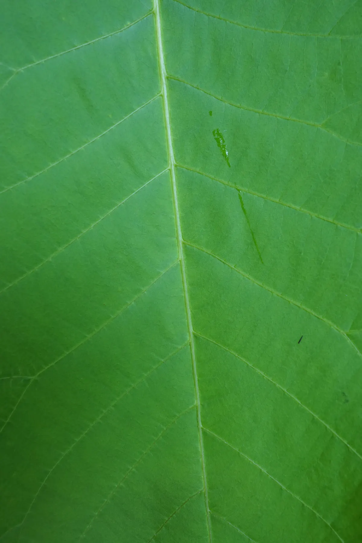 Shellbark Hickory (Carya Laciniosa) — Reaching an impressive height of 60 to 80 feet with a spread of 40 to 60 feet at maturity