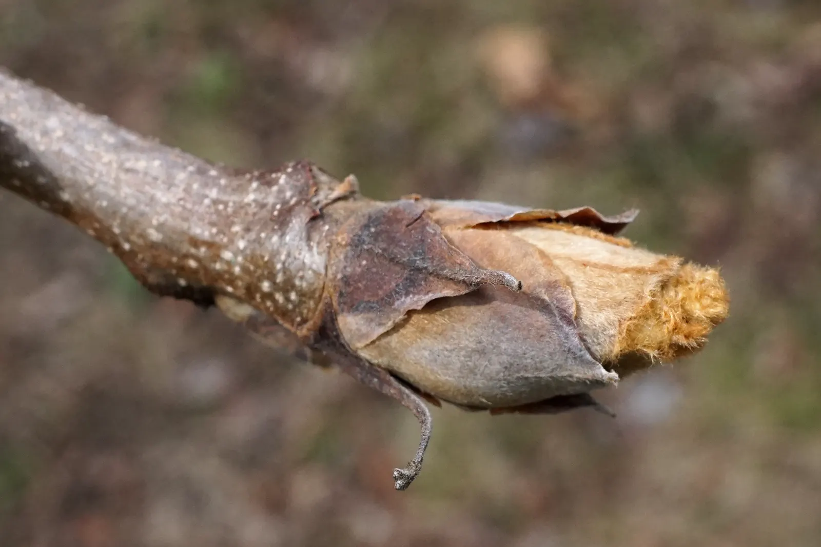 Shellbark Hickory (Carya Laciniosa) — turning to a golden yellow in the fall