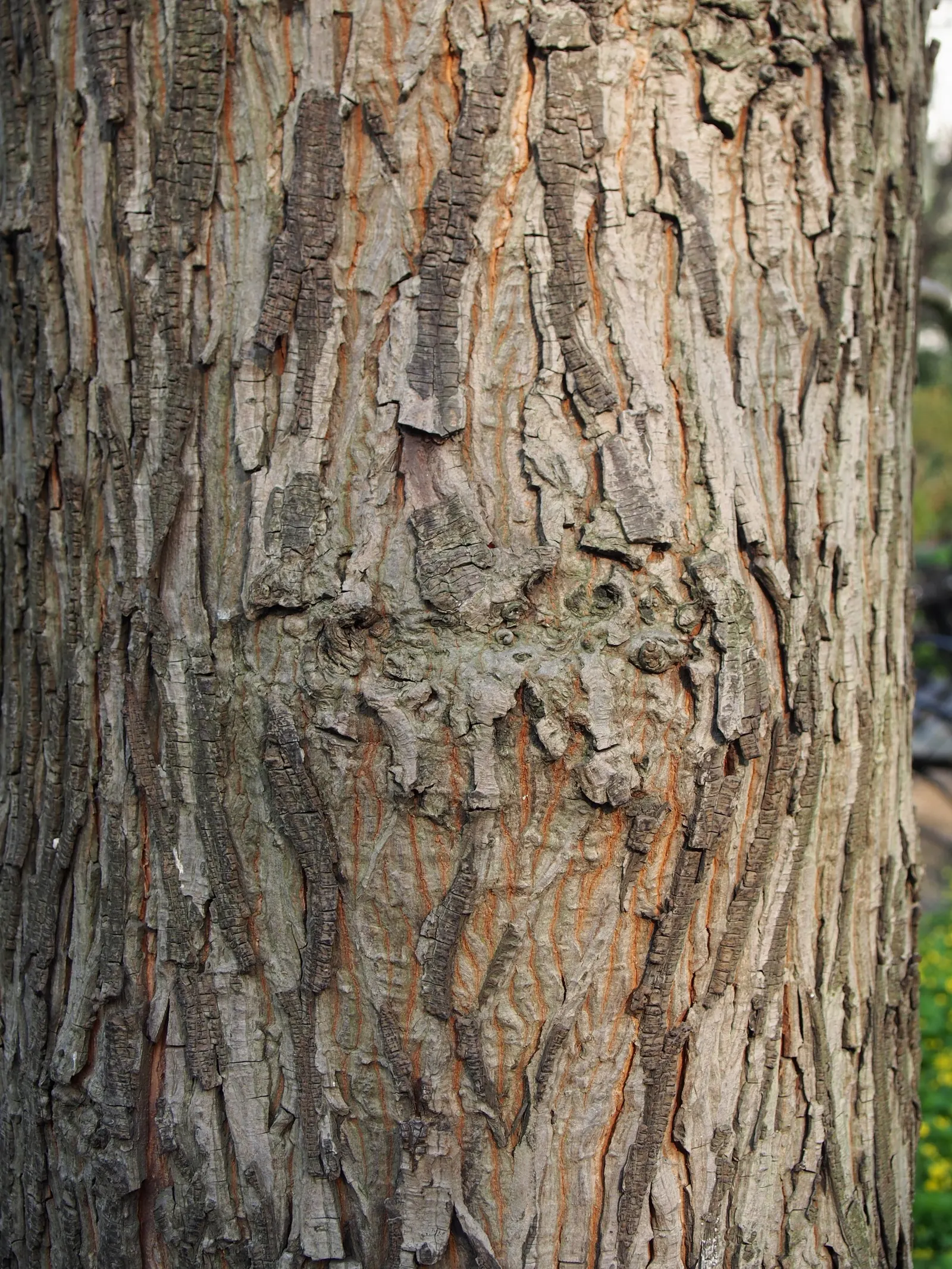 Shellbark Hickory (Carya Laciniosa) — It is a slow-growing species, making it a long-term addition to the landscape design