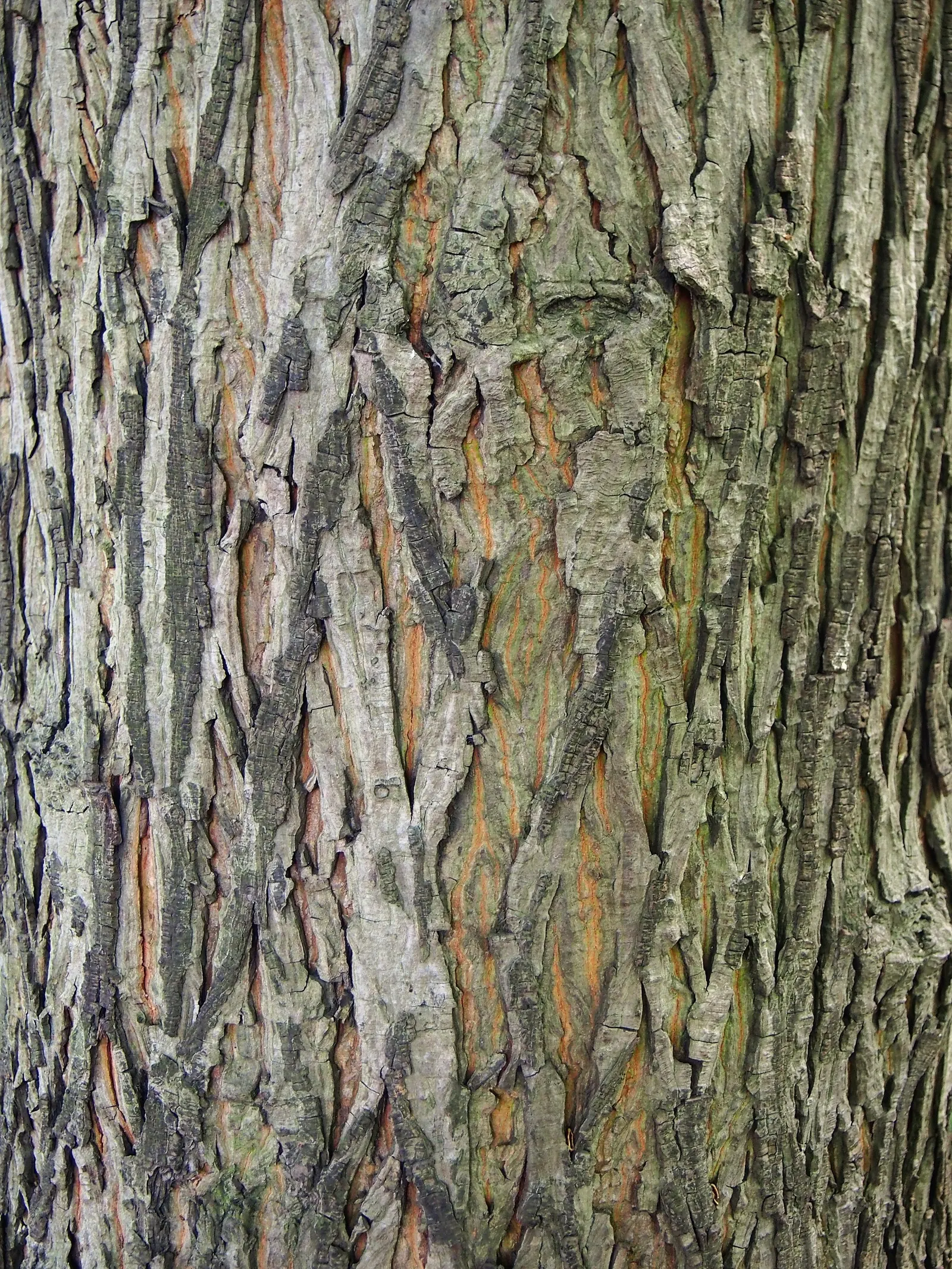 Shellbark Hickory (Carya Laciniosa) — contributing to the ecosystem of your garden.<br><br>Preferring full sun to partial shade