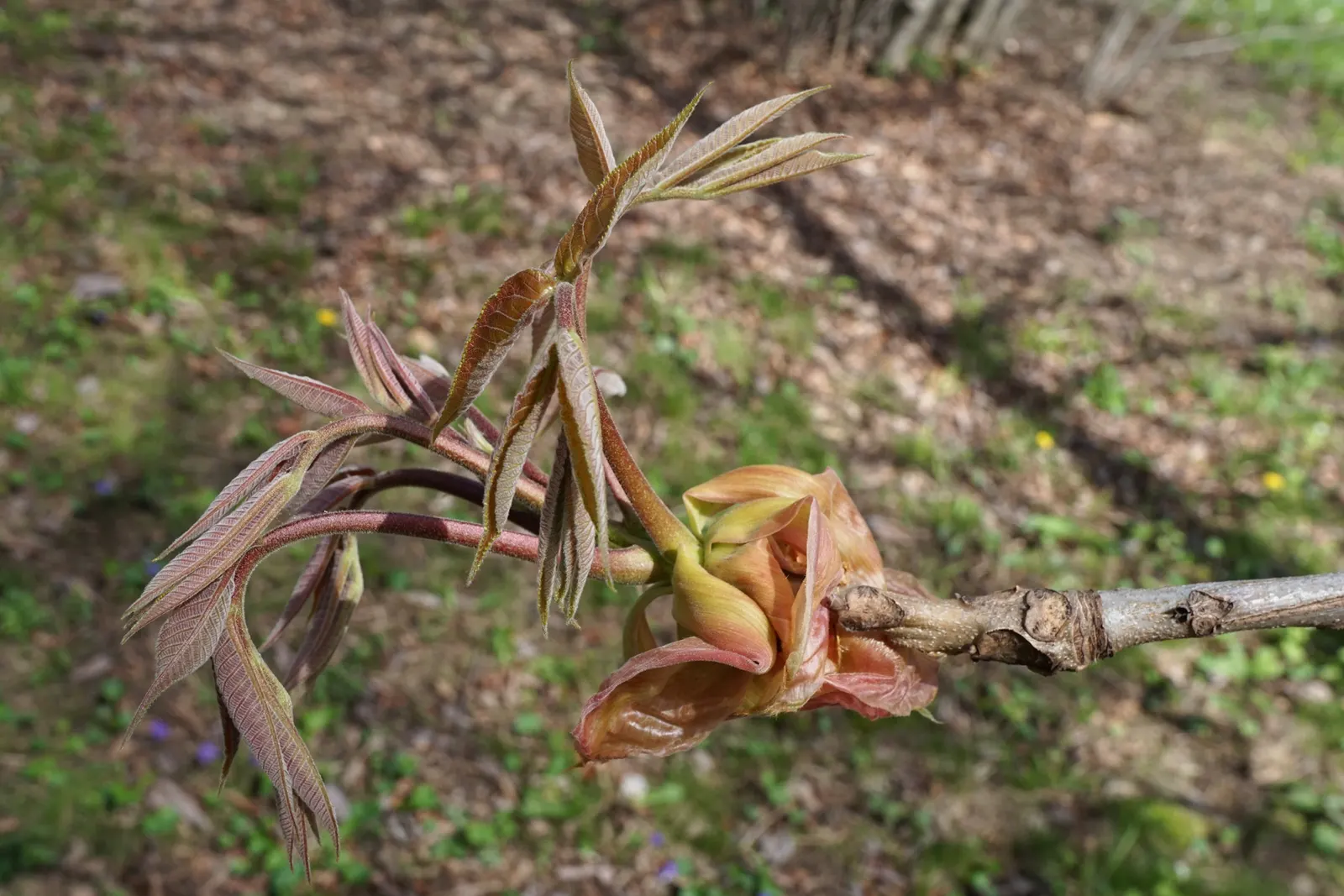 Shellbark Hickory (Carya Laciniosa) — rounded crown that provides dense