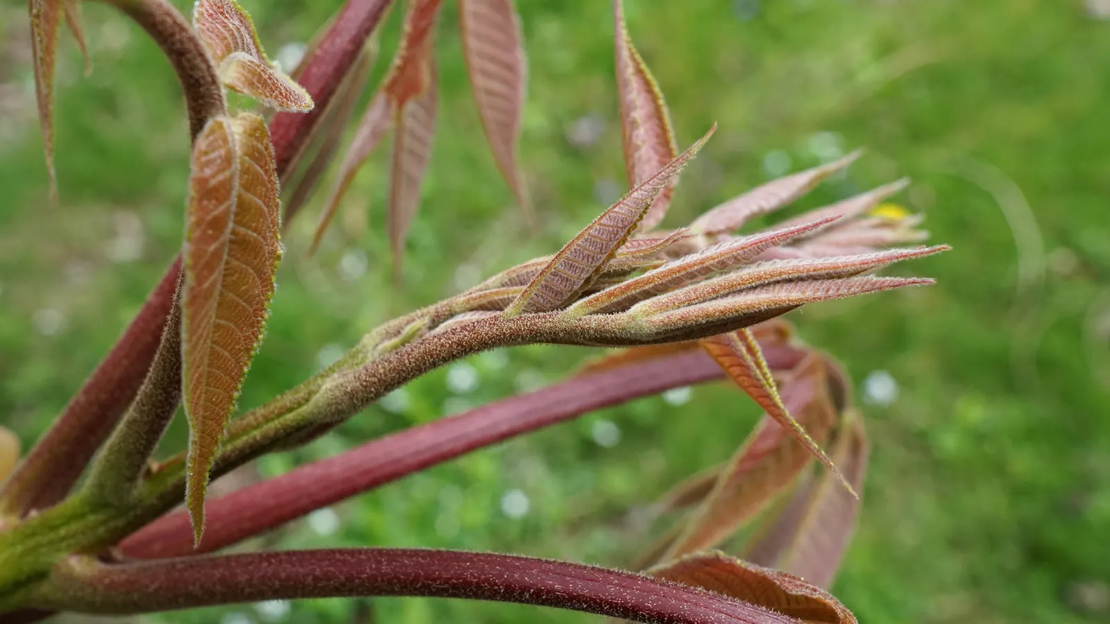 Shellbark Hickory (Carya Laciniosa) — typically 12 to 24 inches long