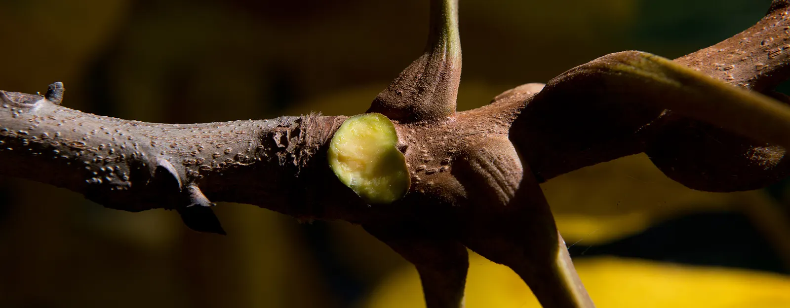 Shellbark Hickory (Carya Laciniosa) — this native hardwood provides dense canopy cover and vibrant golden-yellow fall foliage; it is a slow-growing species