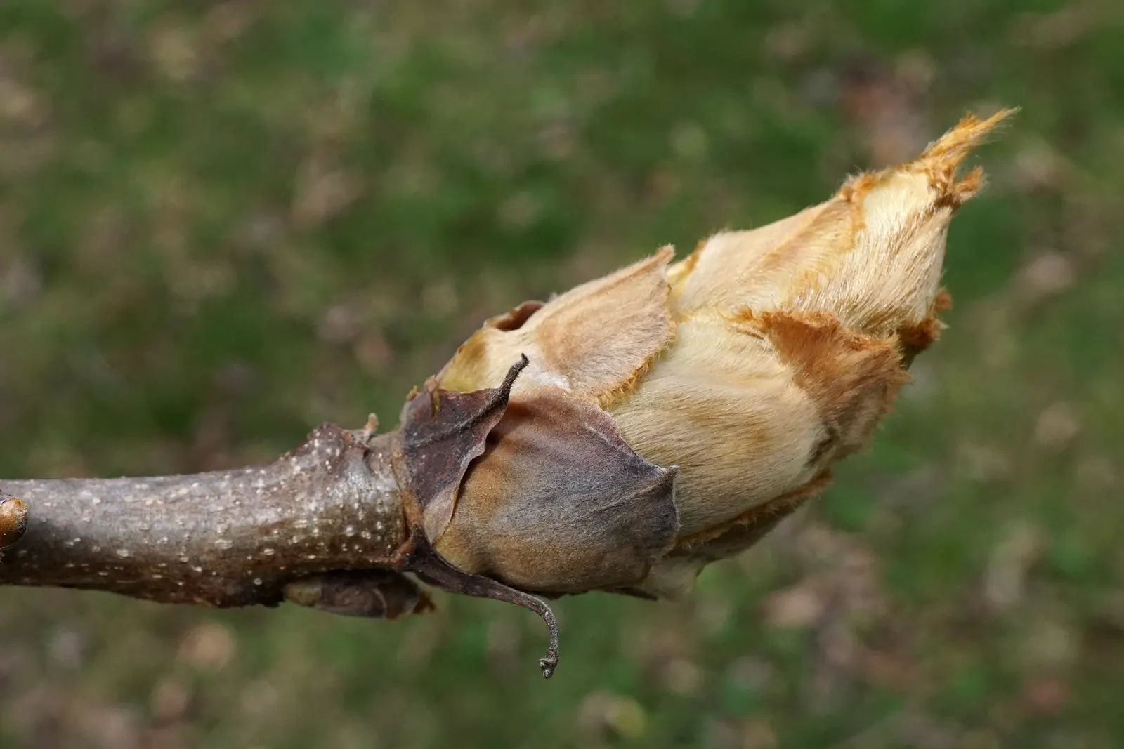 Shellbark Hickory (Carya Laciniosa) — Its deep taproot can make transplantation difficult