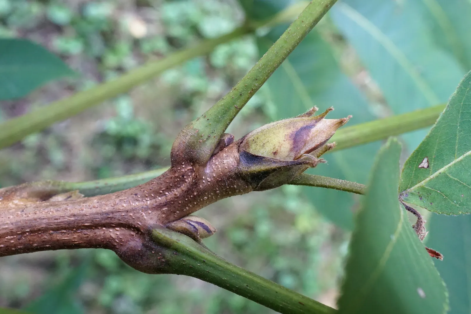 Shellbark Hickory (Carya Laciniosa) — consist of 5 to 9 leaflets