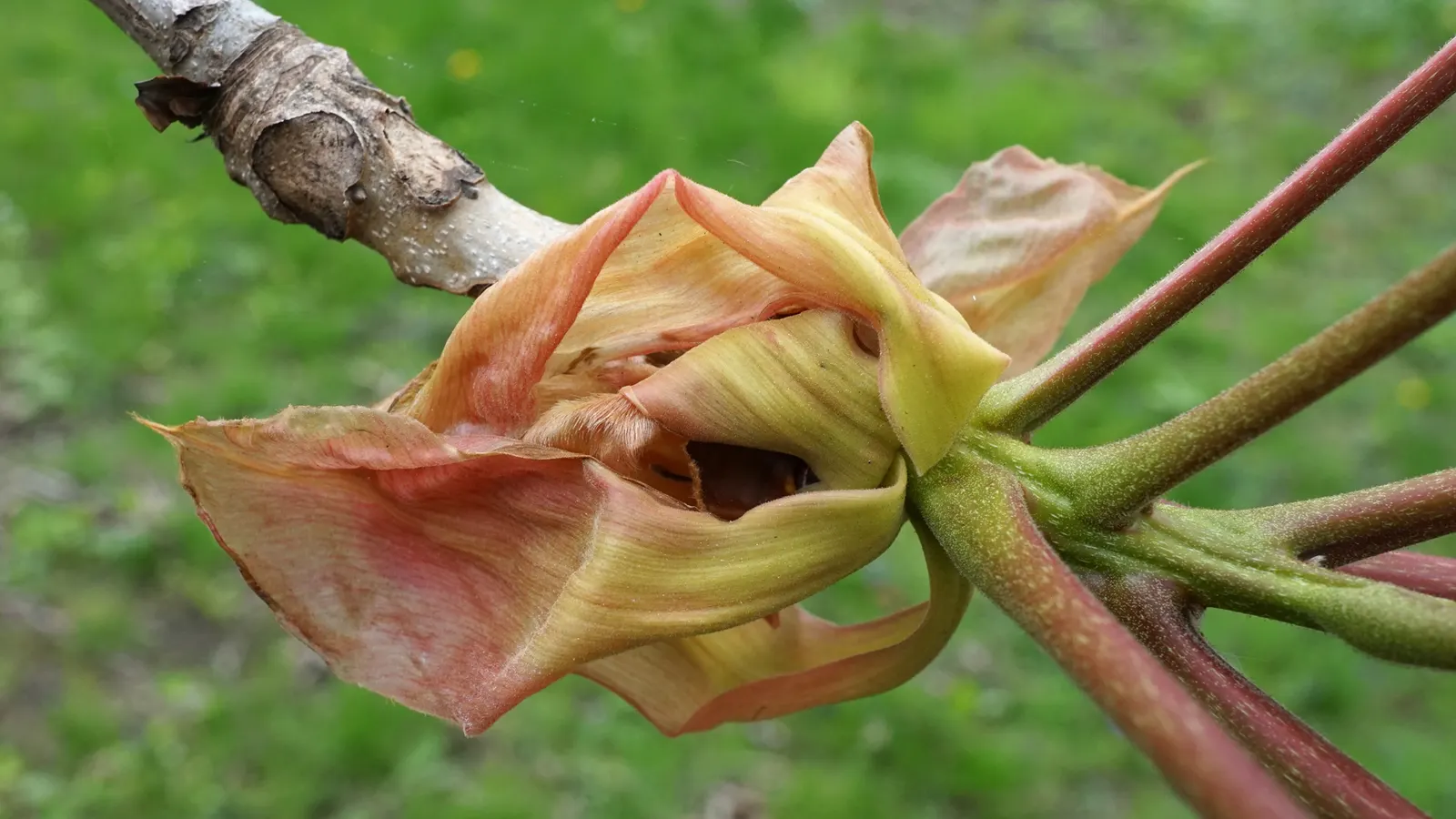 Shellbark Hickory (Carya Laciniosa) — tree with green and yellow blooms