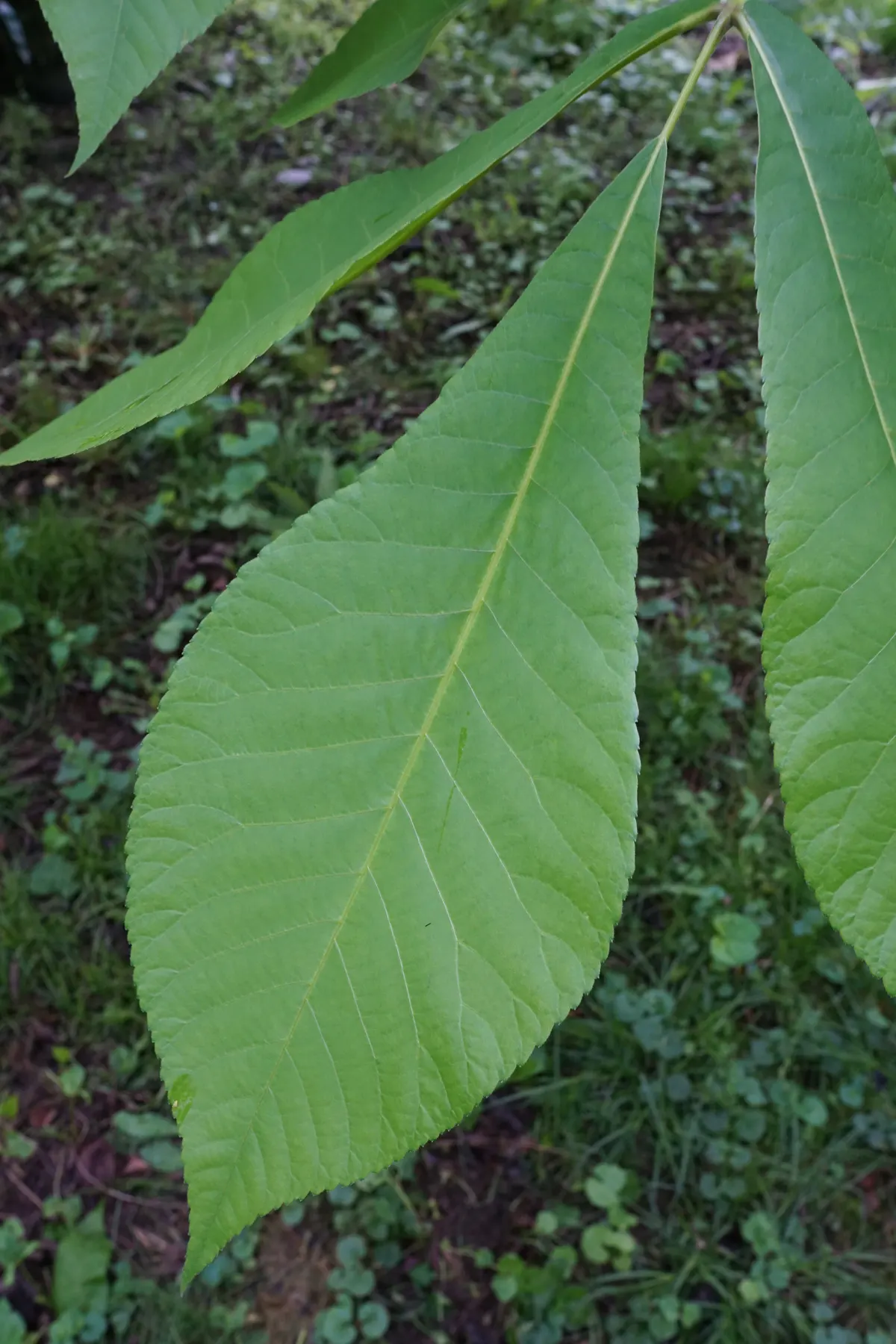 Shellbark Hickory (Carya Laciniosa) — the Shellbark Hickory is characterized by its broad