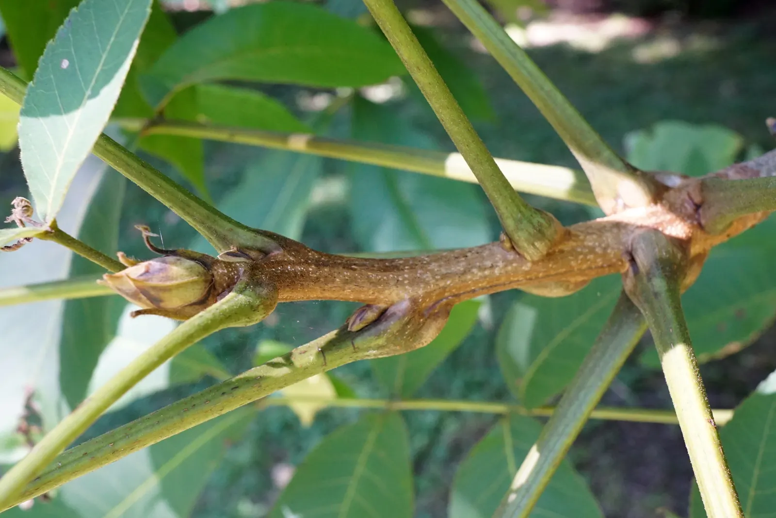 Shellbark Hickory (Carya Laciniosa) — the Shellbark Hickory's bark texture adds visual interest to the landscape throughout the year
