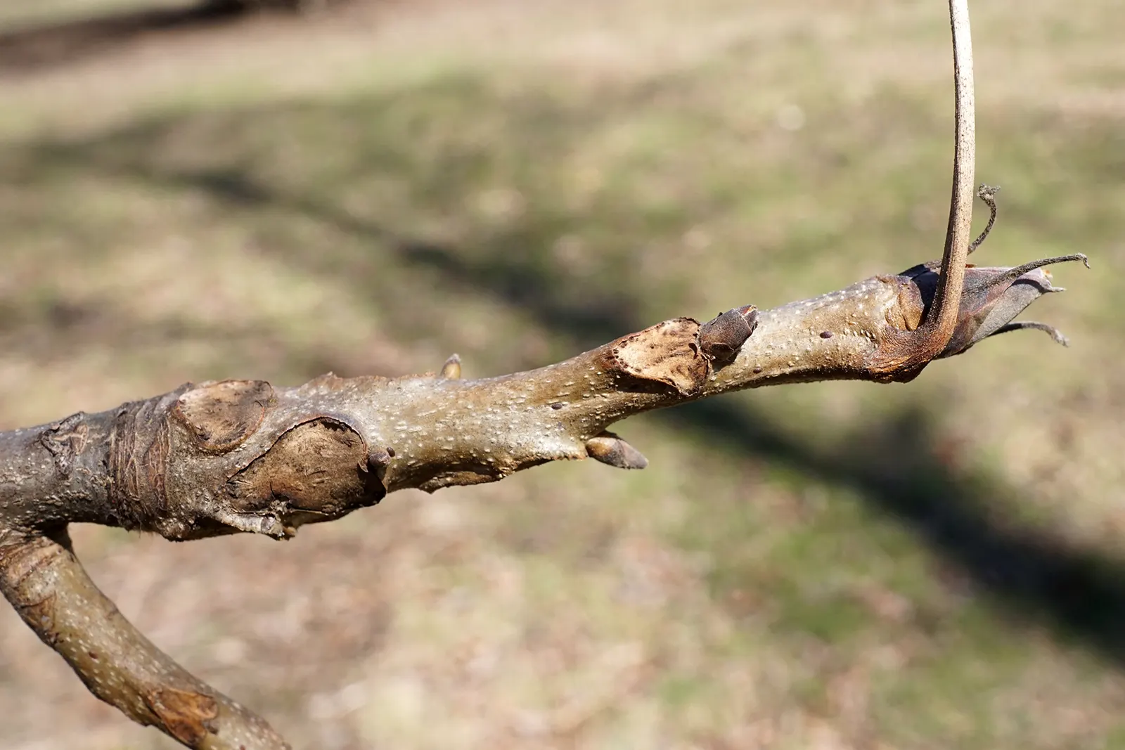 Shellbark Hickory (Carya Laciniosa) — is a stately deciduous tree; this native hardwood provides dense canopy cover and vibrant golden-yellow fall foliage