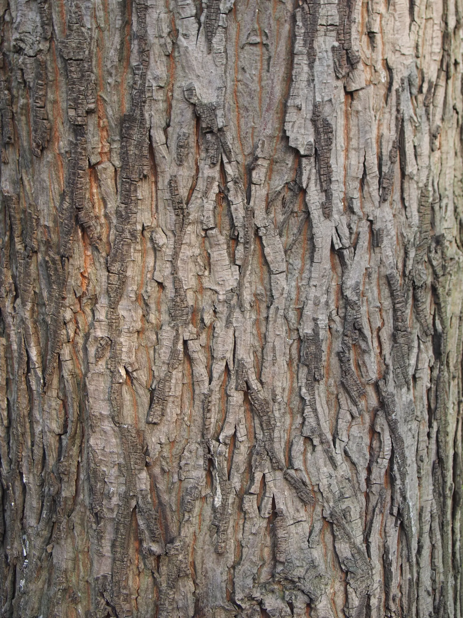 Shellbark Hickory (Carya Laciniosa) — and are a draw for wildlife