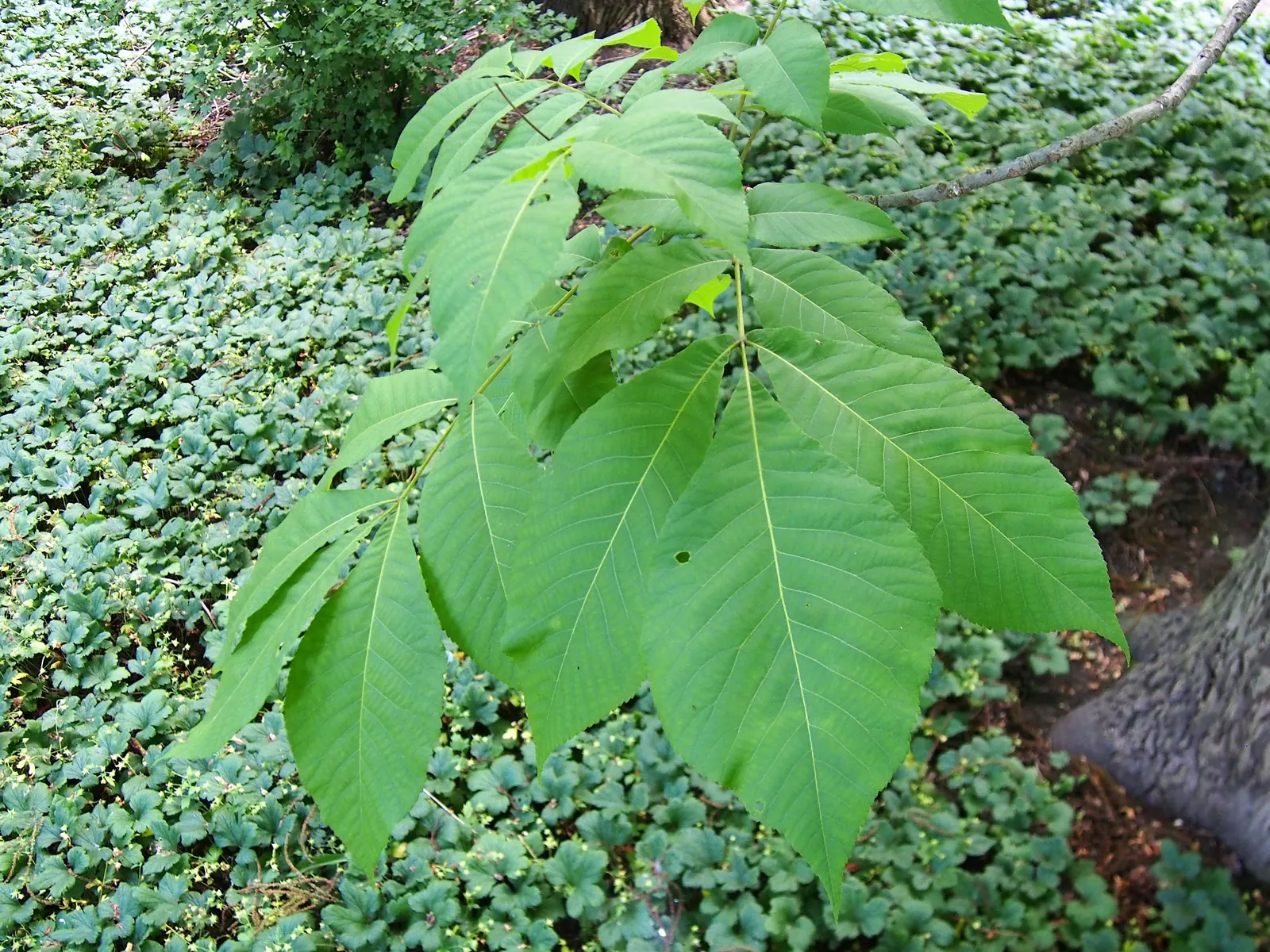 Shellbark Hickory (Carya Laciniosa) — 1.5 to 2.5 inches in diameter