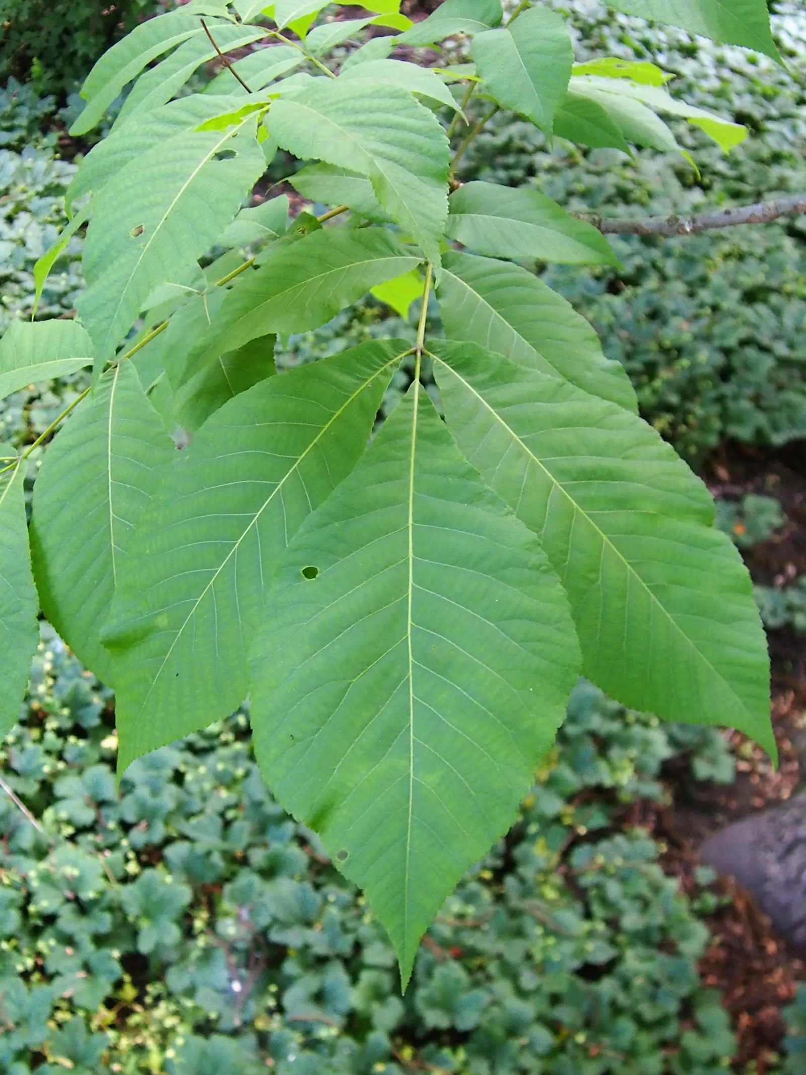 Shellbark Hickory (Carya Laciniosa) — the Shellbark Hickory thrives in moist