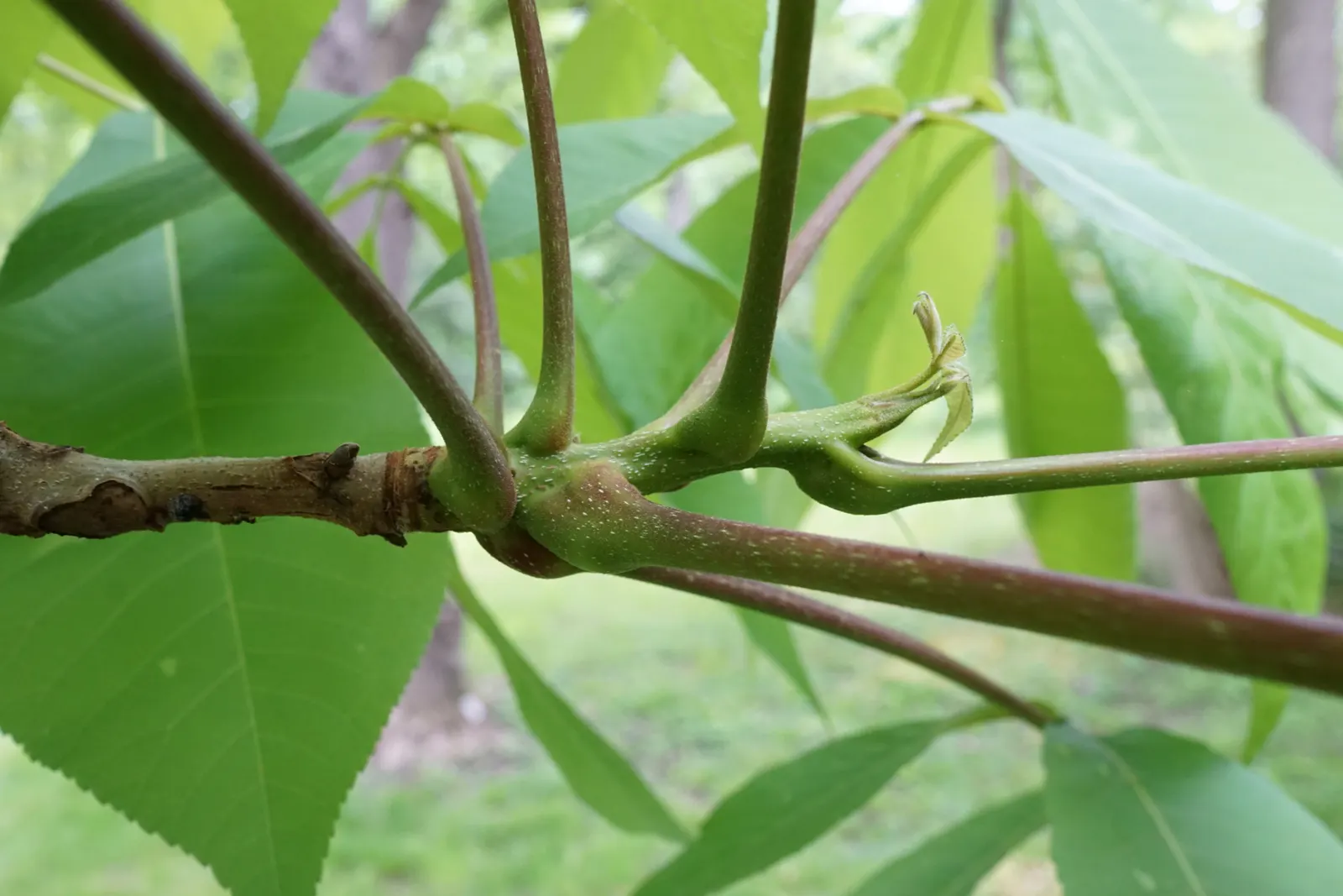 Shellbark Hickory (Carya Laciniosa) — approximately 4 to 6 inches in length