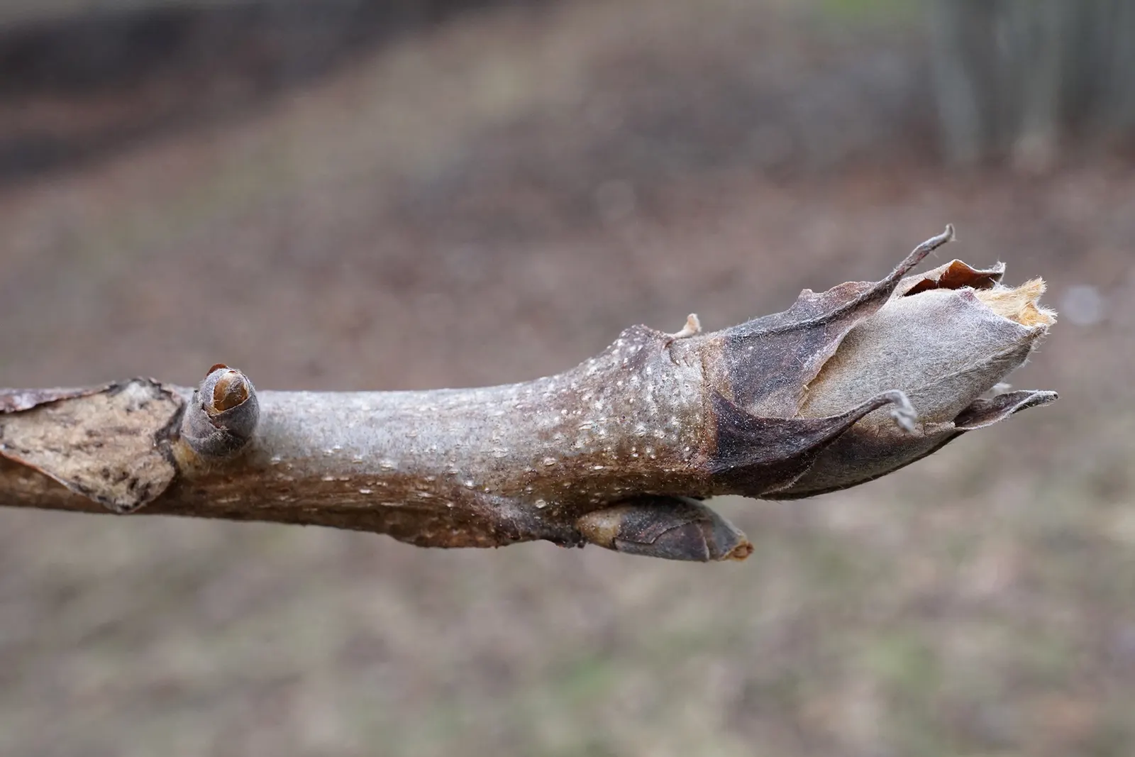 Shellbark Hickory (Carya Laciniosa) — is a stately deciduous tree renowned for its notable strength