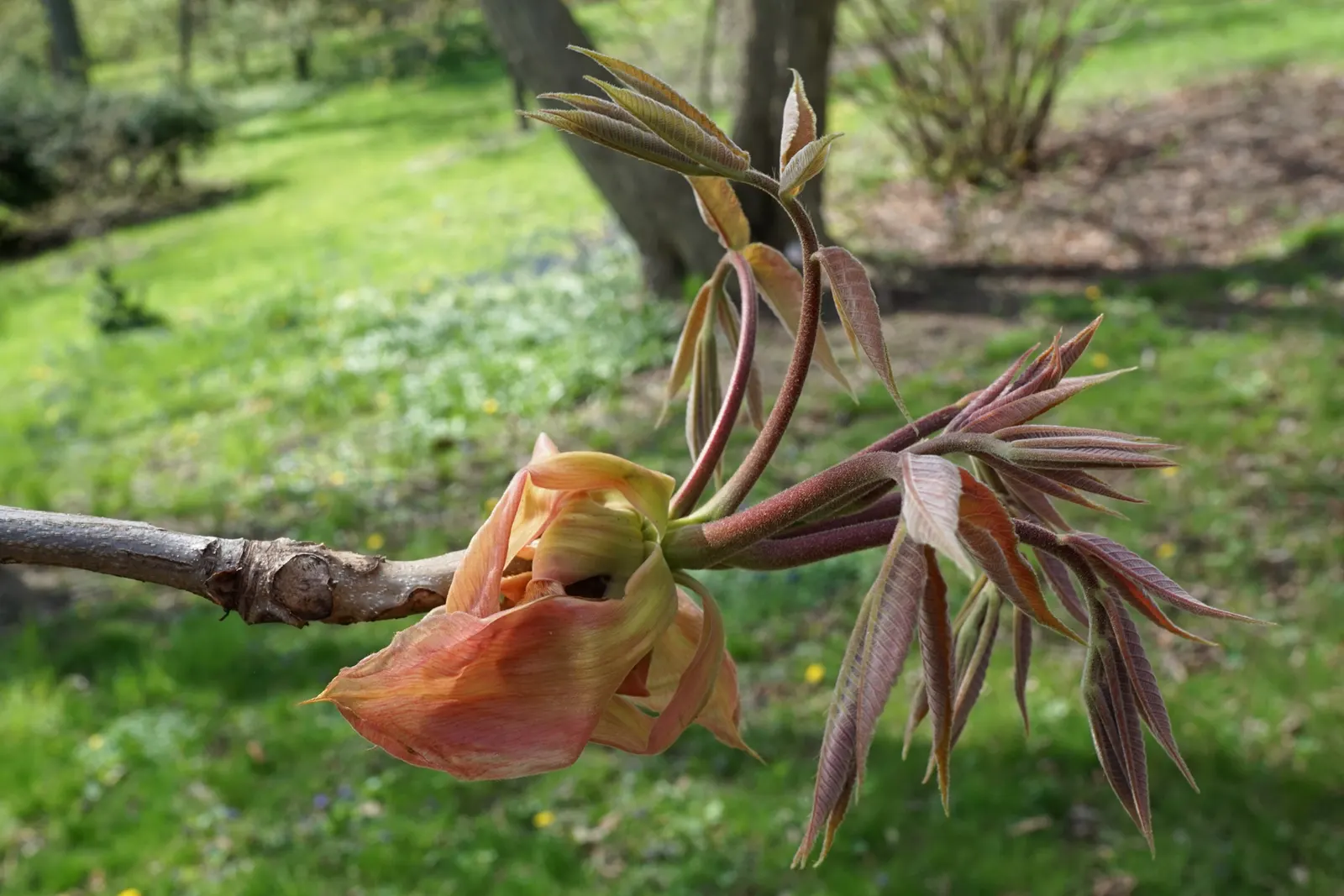 Shellbark Hickory (Carya Laciniosa) — oblong nuts and shaggy bark