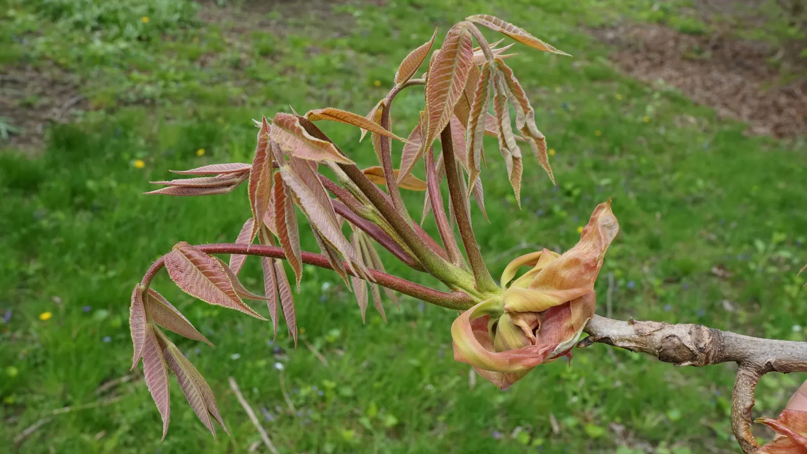 Shellbark Hickory (Carya Laciniosa) — Maturing to heights of 60-80 feet with a spread of 40-60 feet