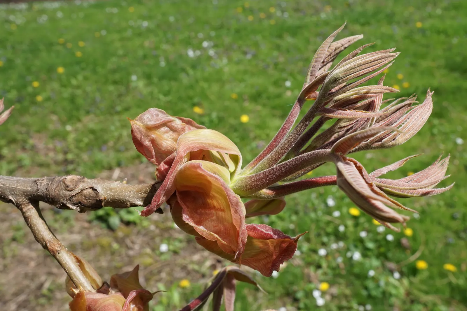 Shellbark Hickory (Carya Laciniosa) — green and yellow flowers in the garden