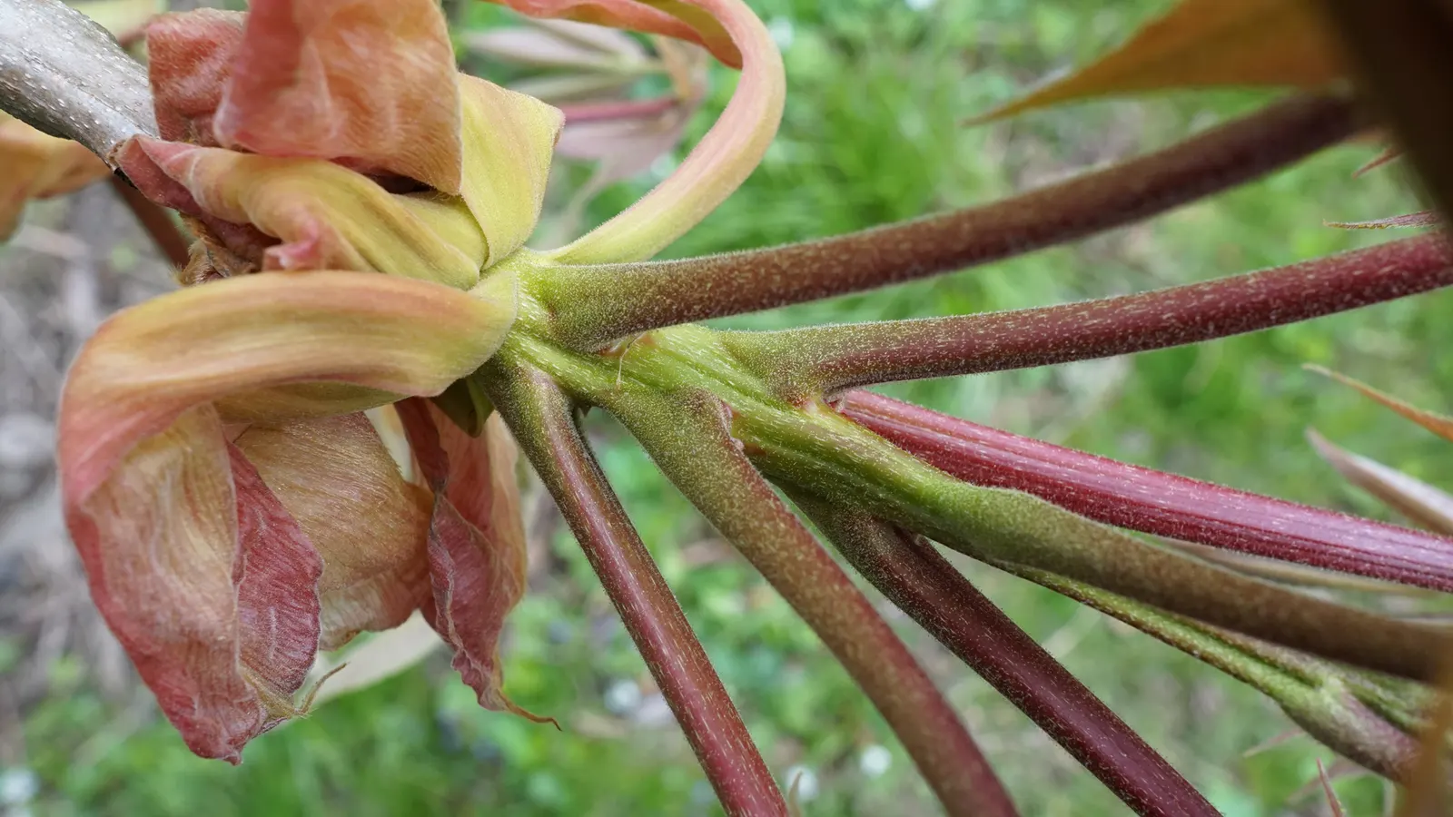 Shellbark Hickory (Carya Laciniosa) — scientifically known as Carya laciniosa