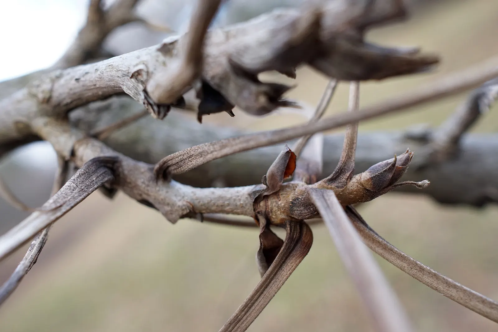 Shellbark Hickory (Carya Laciniosa) — Its pinnately compound leaves