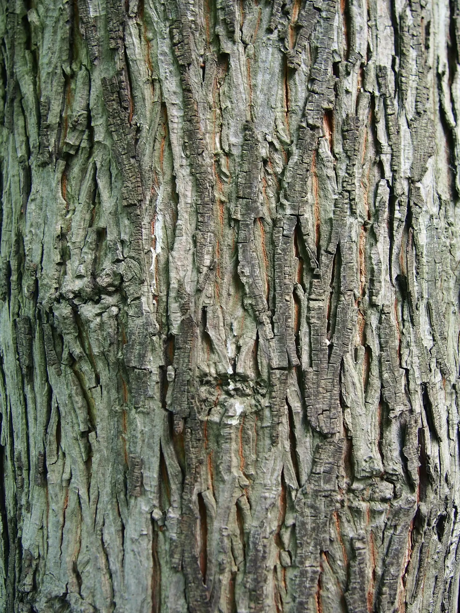 Shellbark Hickory (Carya Laciniosa) — oblong nuts and shaggy bark; rounded crown that provides dense