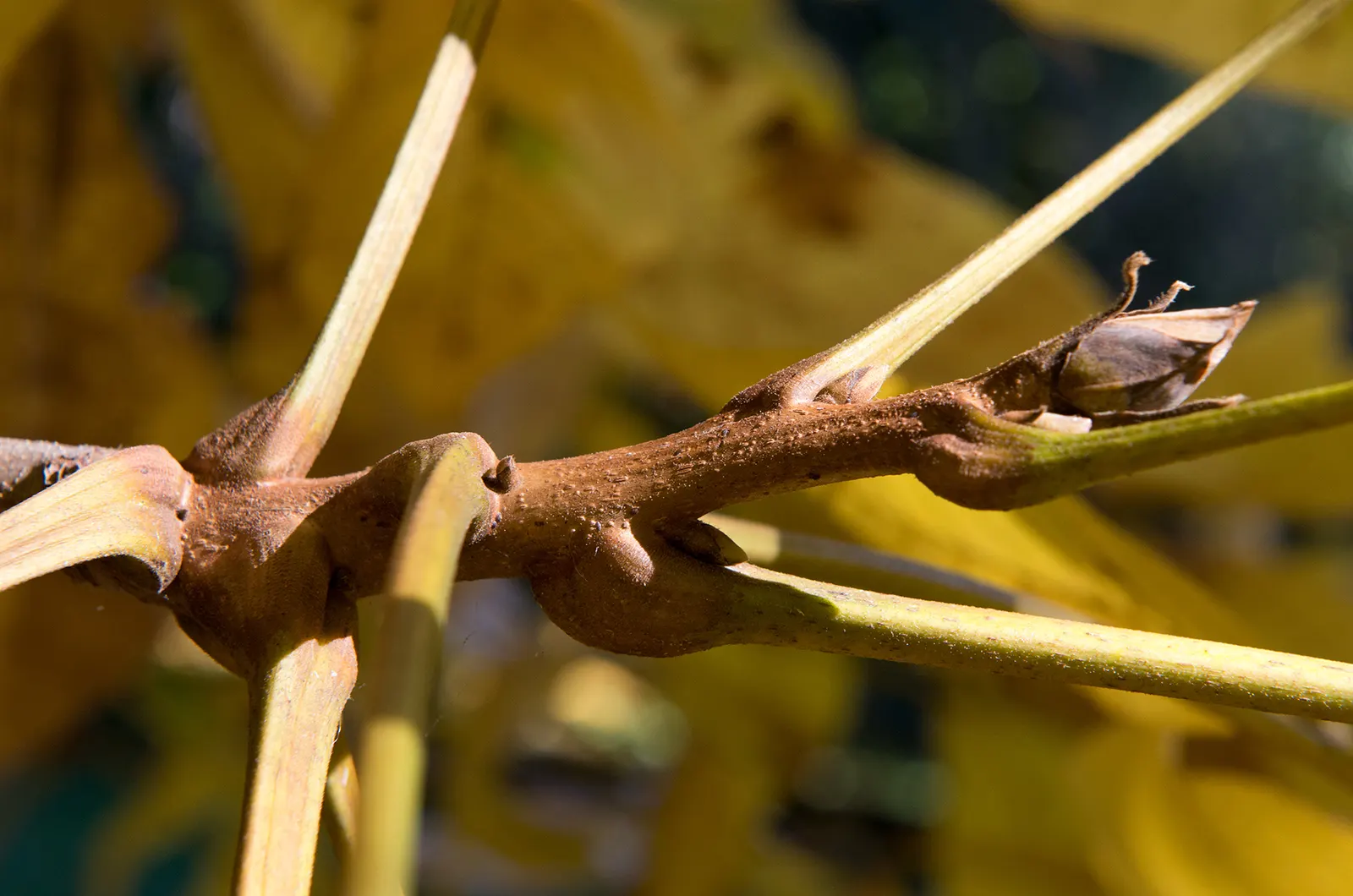 Shellbark Hickory (Carya Laciniosa) — enhancing seasonal interest.<br><br>Spring brings the emergence of slender