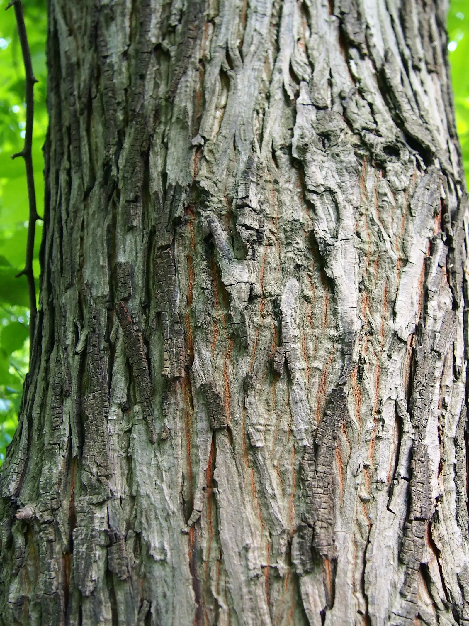 Shellbark Hickory (Carya Laciniosa) — tree for full or half