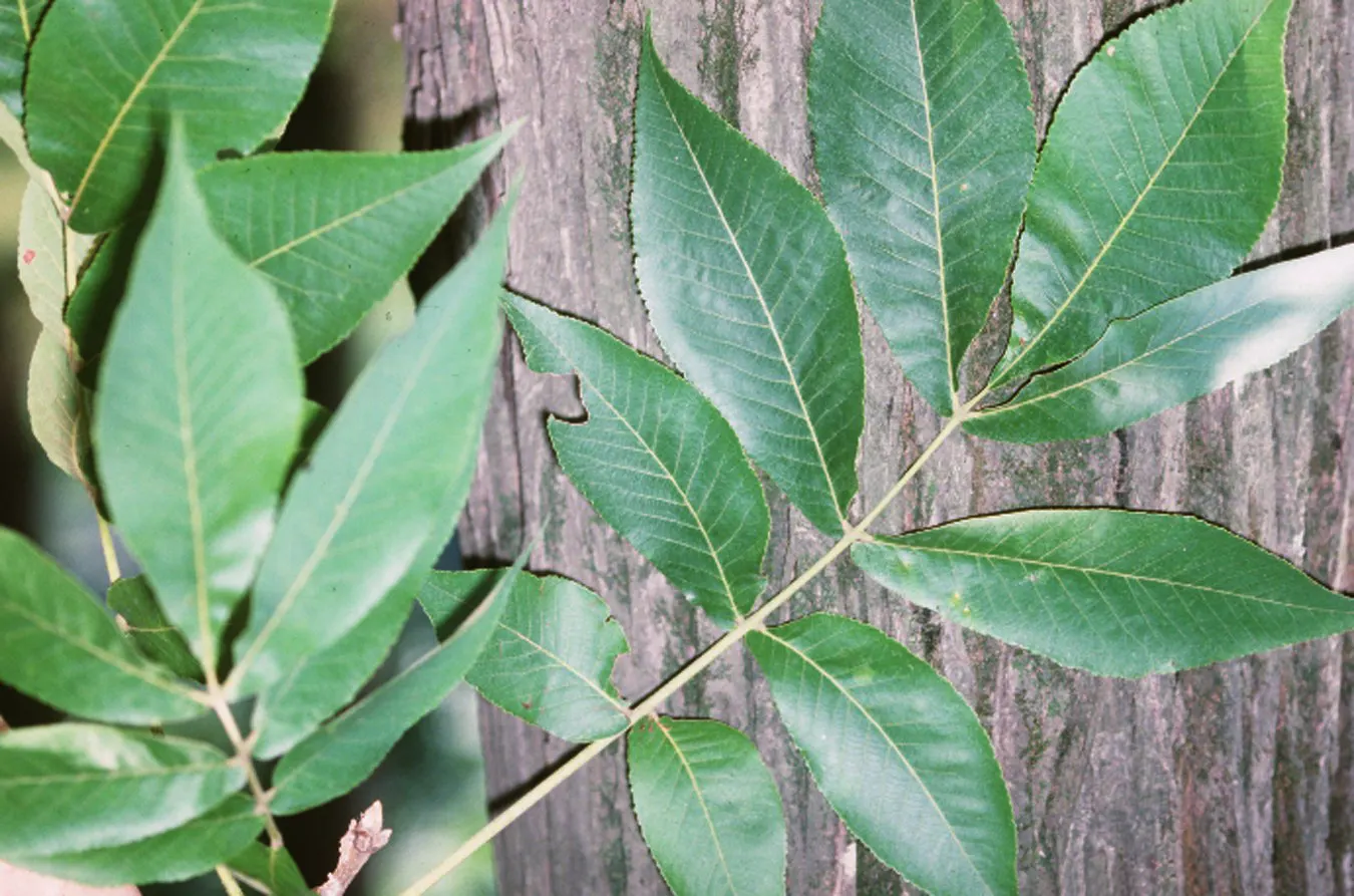 Shellbark Hickory (Carya Laciniosa) — is a stately deciduous tree