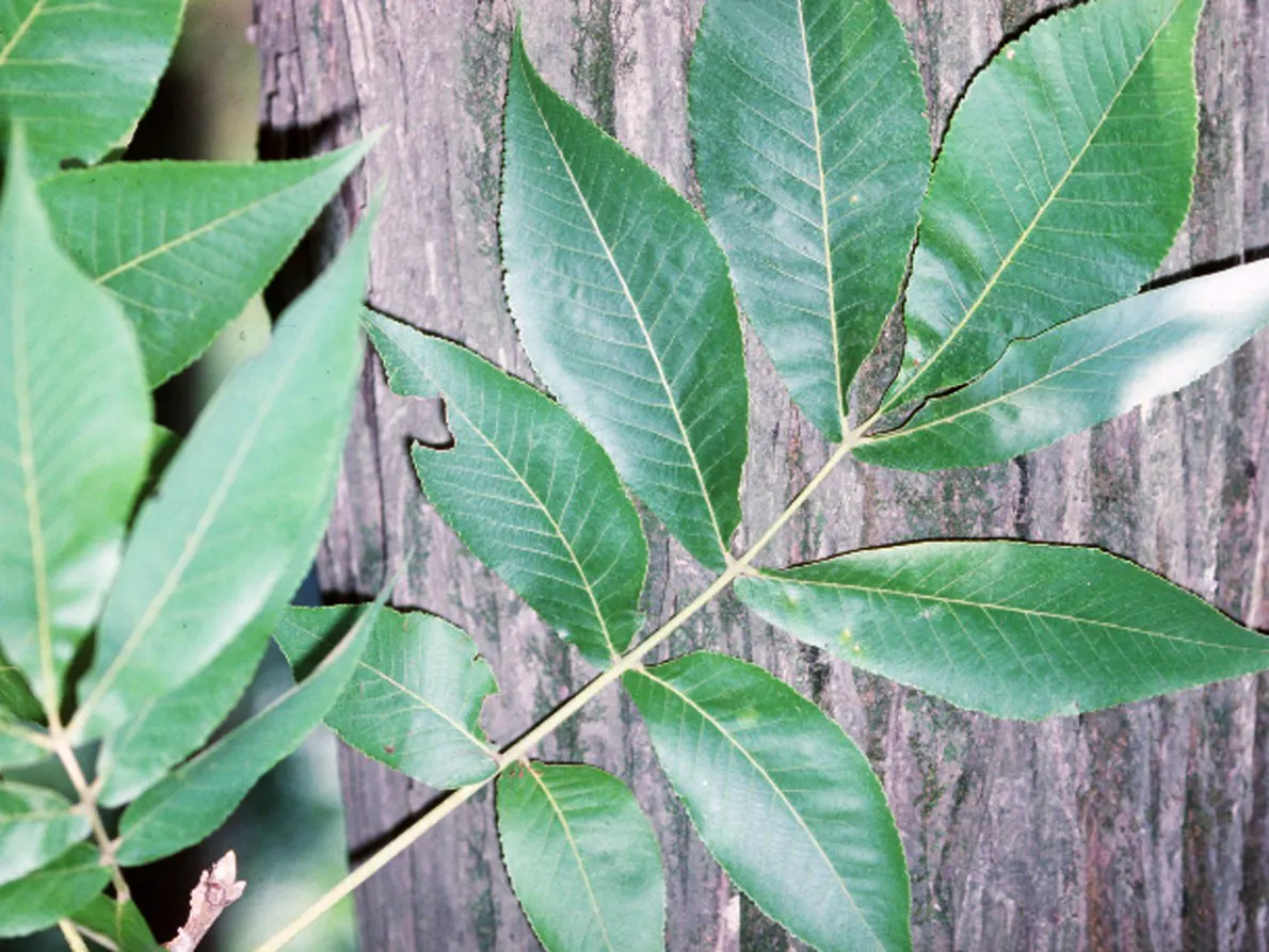 Shellbark Hickory (Carya Laciniosa) — and the robust nature of the tree ensures it will be a steadfast presence for generations