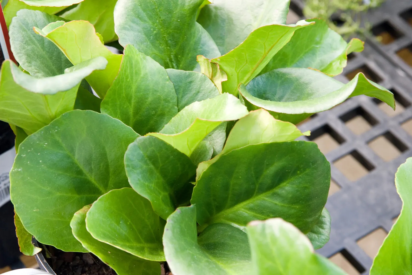 Heartleaf Bergenia (Bergenia Cordifolia) — When planning your garden