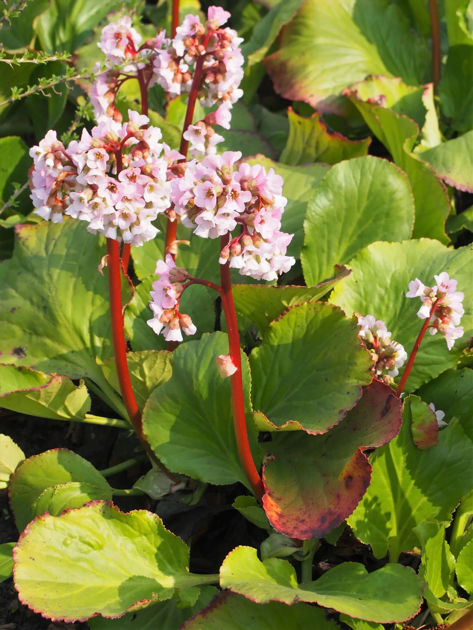 Heartleaf Bergenia (Bergenia Cordifolia) — ground cover / perennial for half or shade; or as part of a woodland garden